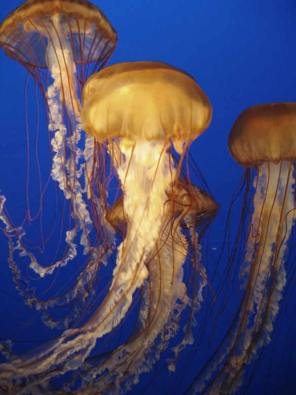 Jellyfish