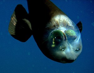 Barreleye2-350