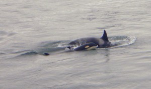 Orca & baby
