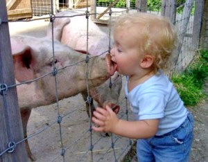 Child-licking-pig